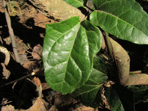 Lardizabala funaria, photograph 1