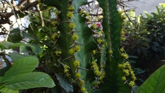 Euphorbia
