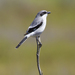 Typical Shrikes - Photo (c) Steve Berardi, some rights reserved (CC BY-SA)