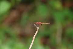 Dythemis rufinervis