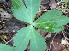 Sanicula smallii