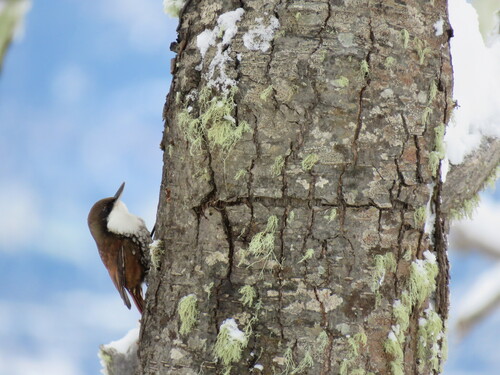 White-throated Treerunner (Pygarrhichas albogularis), photo 9