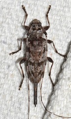 Acanthocinus obsoletus