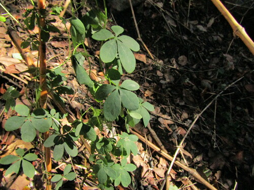 Tropaeolum ciliatum, photograph 3