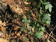 (c) Bruno Avilez, some rights reserved (CC BY) Tropaeolum ciliatum, photograph (c) Bruno Avilez, some rights reserved (CC BY)