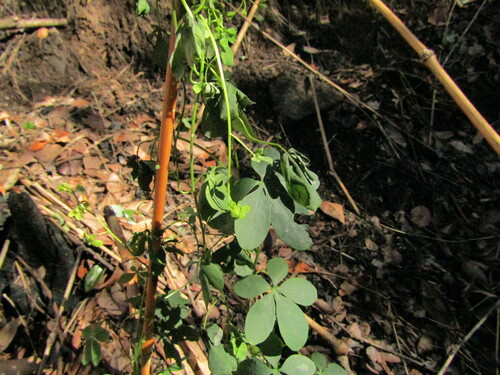Tropaeolum ciliatum, photograph 5
