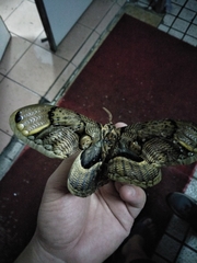 Brahmaea wallichii insulata