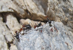 Myrmecocystus melliger