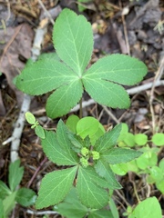 Sanicula smallii