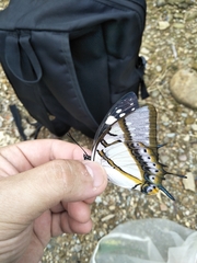 Polyura eudamippus formosana