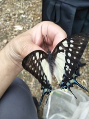 Polyura eudamippus formosana