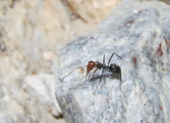 Myrmecocystus melliger