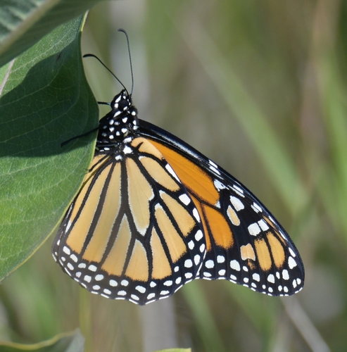 Monarch