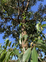 Eucalyptus robusta