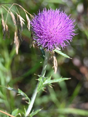 Flodman's thistle
