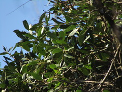 Gomortega keule, photograph (c) Bruno Avilez, some rights reserved (CC BY)