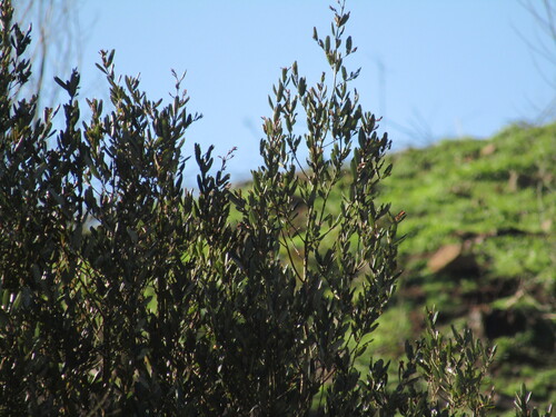 Aextoxicon punctatum, photograph 6