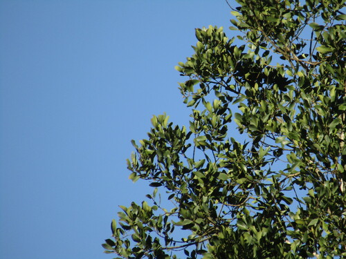 Laurelia sempervirens