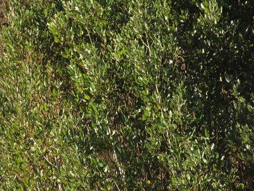Aextoxicon punctatum, photograph 5