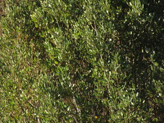 Aextoxicon punctatum, photograph (c) Bruno Avilez, some rights reserved (CC BY)