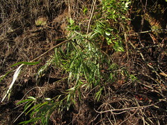 Podocarpus salignus