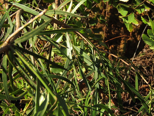Podocarpus salignus, photograph 2