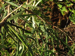Podocarpus salignus, photograph (c) Bruno Avilez, some rights reserved (CC BY)