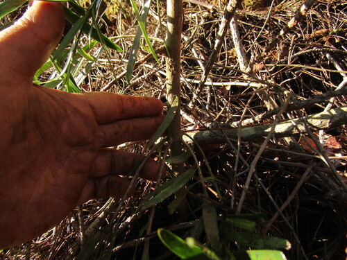 Podocarpus salignus, photograph 3