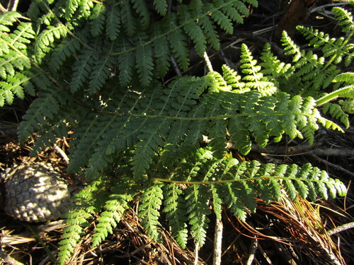 Hypolepis rugosula observed 2026-08-09