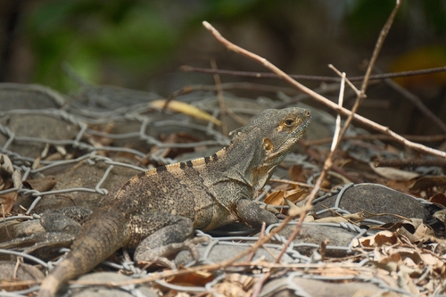 Black Spiny-tailed Iguana