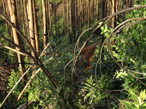 Sophora macrocarpa, photograph 5