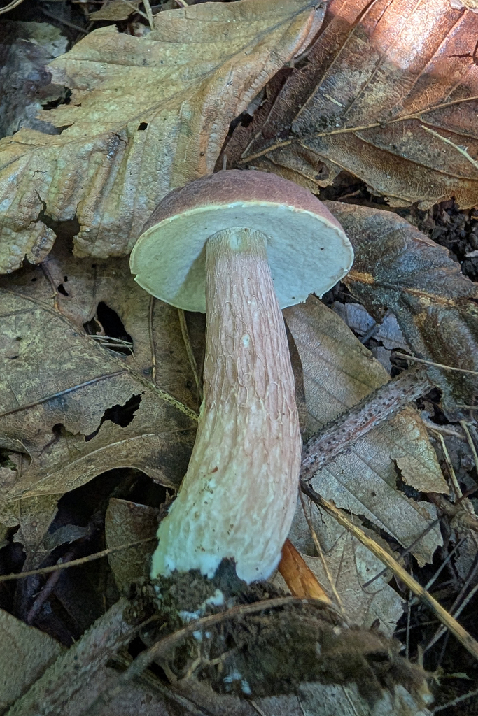 lilac bolete · August 2026 · photo: Photo: (c) Kristof Zyskowski, some rights reserved (CC BY) · iNaturalist