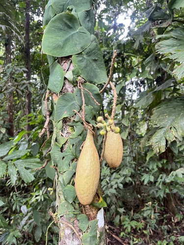 Monstera dubia, photograph 5