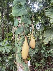 Monstera dubia, photograph (c) Pablo Silva, some rights reserved (CC BY)