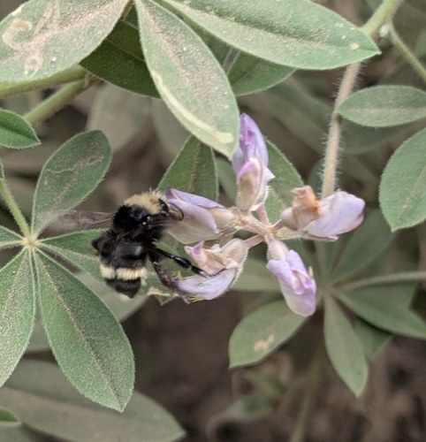 iNaturalist observation photo of Bumble Bees