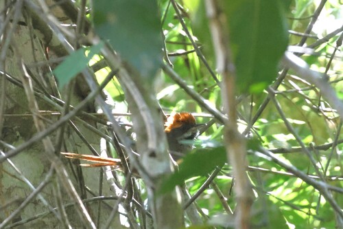 Bahia Spinetail (Synallaxis cinerea), photo 2