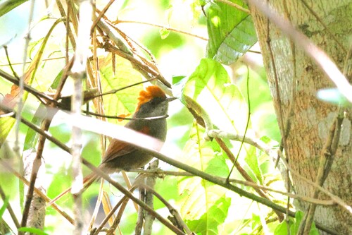 Bahia Spinetail (Synallaxis cinerea), photo 6