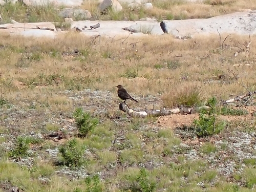 iNaturalist observation photo of Brewer's Blackbird