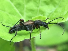 Anastrangalia sanguinea