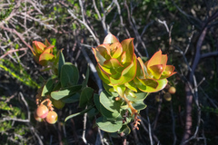Arctostaphylos refugioensis