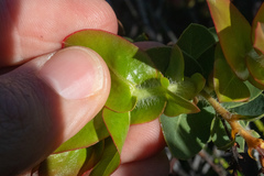 Arctostaphylos refugioensis