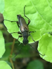 Anastrangalia sanguinea