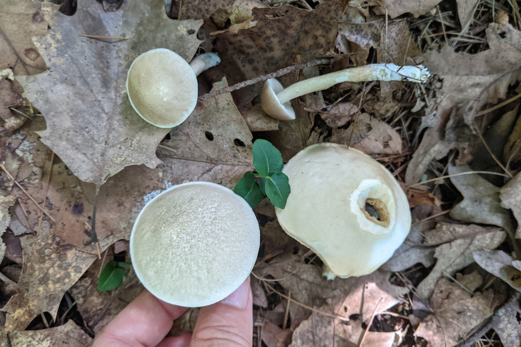 Leccinellum albellum · August 2026 · photo: Photo: (c) Kristof Zyskowski, some rights reserved (CC BY) · iNaturalist