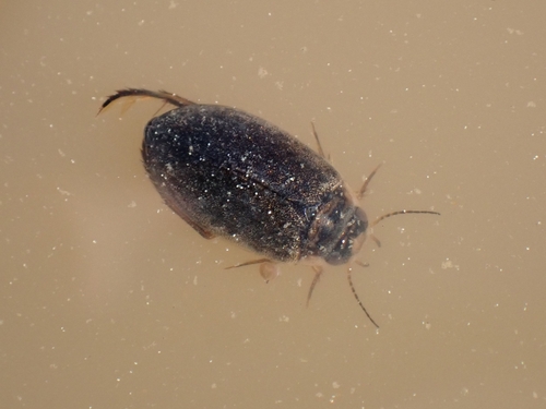 iNaturalist observation photo of Rhantus gutticollis