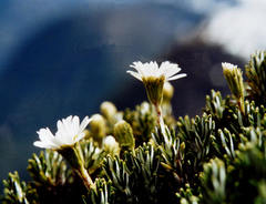 Celmisia ramulosa ramulosa