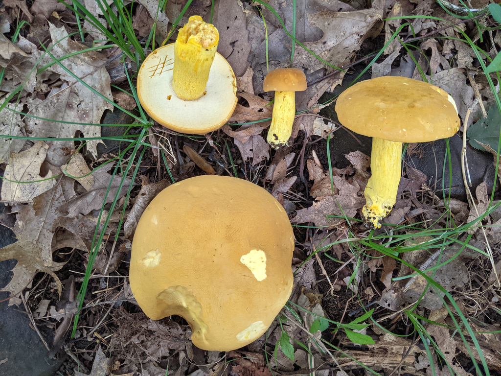 butter-foot bolete · August 2026 · photo: Photo: (c) Kristof Zyskowski, some rights reserved (CC BY) · iNaturalist
