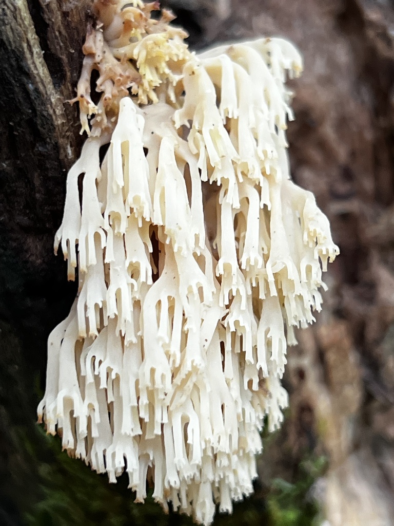 crown-tipped coral fungus · August 2026 · photo: Photo: (c) Mark Richman, some rights reserved (CC BY) · iNaturalist