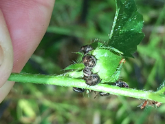 Orsilochides stictica