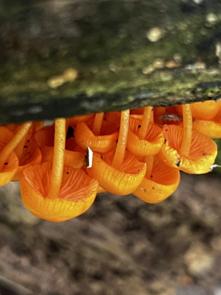 orange mycena · August 2026 · photo: Photo: (c) Mark Richman, some rights reserved (CC BY) · iNaturalist