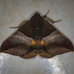 Bastilla fulvotaenia